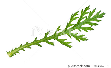green leaf of edible chrysanthemum plant cutout green leaf of edible chrysanthemum plant cutout 76336292