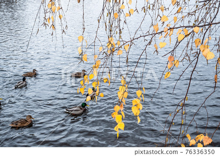 yellow leaves of birch tree over pond with ducks yellow leaves of birch tree over pond with ducks 76336350