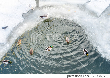 ducks in glade in frozen river in winter ducks in glade in frozen river in winter 76336375