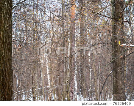 thicket in forest of city park on sunny winter day thicket in forest of city park on sunny winter day 76336409