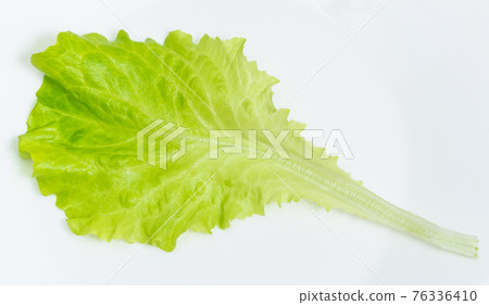 green leaf of lettuce on white plate green leaf of lettuce on white plate 76336410