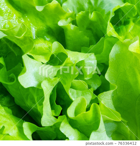 leaves of fresh green lettuce close up leaves of fresh green lettuce close up 76336412