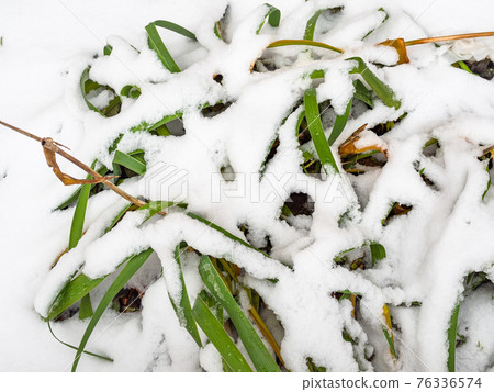 garden plant snow-covered by the first snow garden plant snow-covered by the first snow 76336574