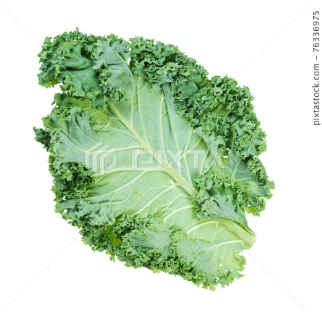 fresh green leaf of curly-leaf kale (leaf cabbage) 76336975