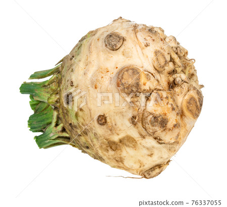 side view of fresh organic celeriac (celery root) side view of fresh organic celeriac (celery root) 76337055