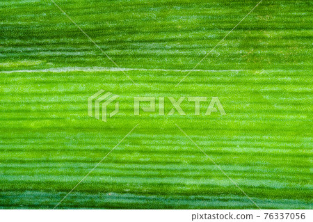 green surface of leek leaf close-up 76337056