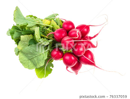 bundle of fresh red radish with greens cutout 76337059
