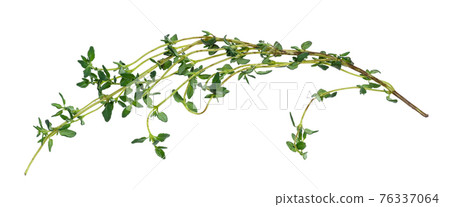 twig of fresh thyme herb cutout on white twig of fresh thyme herb cutout on white 76337064