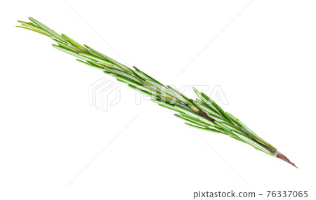 twig of fresh rosemary herb cutout on white 76337065