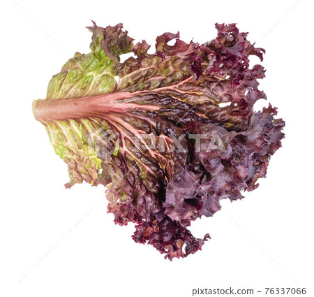 leaf of fresh Lollo rosso leaf lettuce cutout leaf of fresh Lollo rosso leaf lettuce cutout 76337066