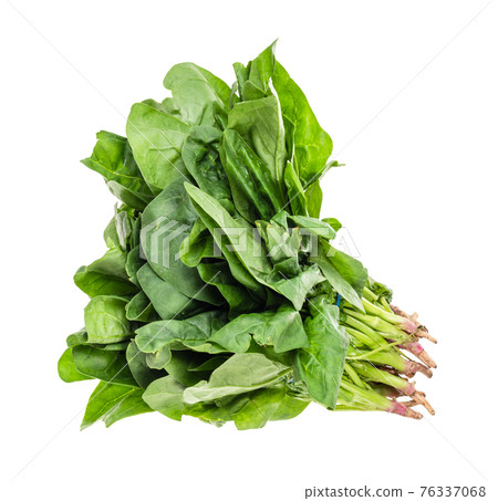 bundle of fresh green spinach herb cutout on white bundle of fresh green spinach herb cutout on white 76337068