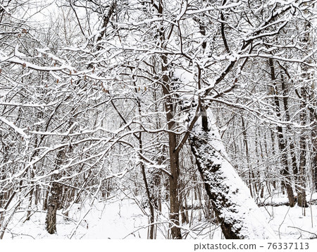 snow-covered trees in snowy forest of city park snow-covered trees in snowy forest of city park 76337113