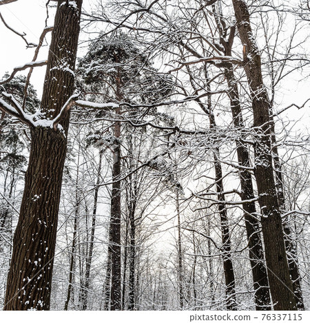 snow-covered pine trees in forest in winter snow-covered pine trees in forest in winter 76337115