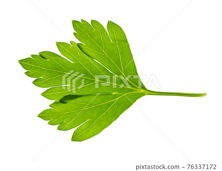 back side of fresh leaf of parsley herb cut out 76337172