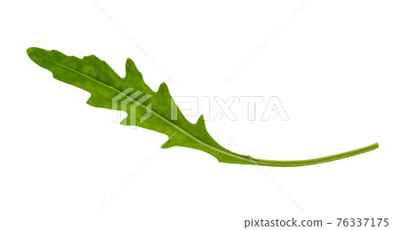 natural green leaf of arugula herb cutout 76337175