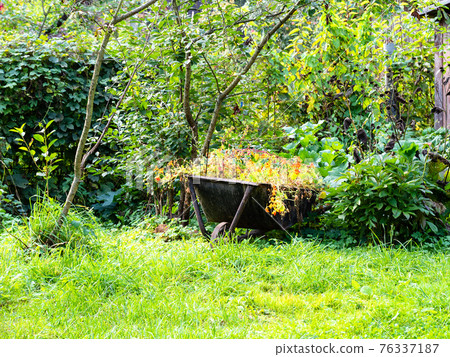 rural landscape with yellow flowerbed in barrow 76337187