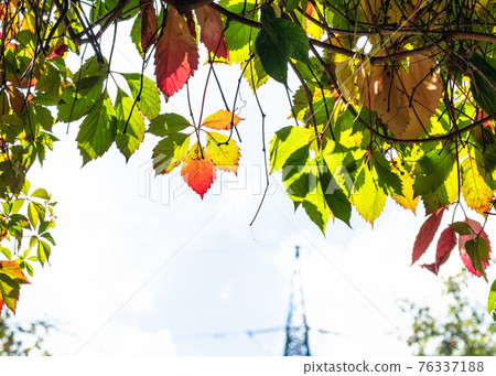 leaves of victoria creeper and power line tower 76337188