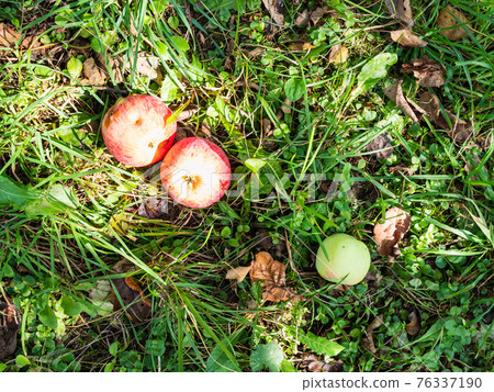 sunlit fallen ripe apples in green grass in garden 76337190