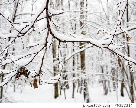 snowbound tree branch closeup in snowy city park 76337314