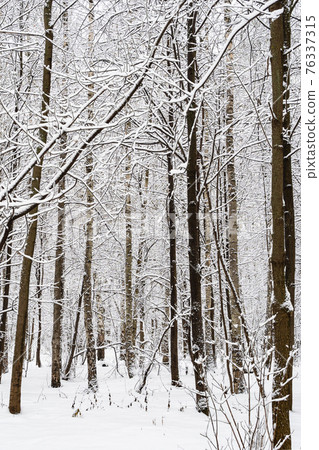 bare tree trunks in snowy city park in winter bare tree trunks in snowy city park in winter 76337315