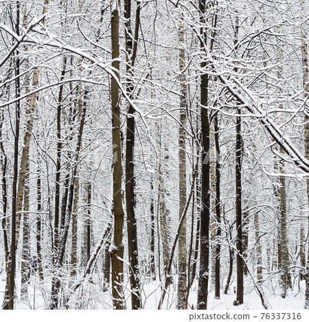 dark bare tree trunks in snowy city park in winter 76337316