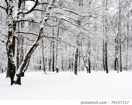 snow-covered meadow in snowy city park in winter snow-covered meadow in snowy city park in winter 76337317
