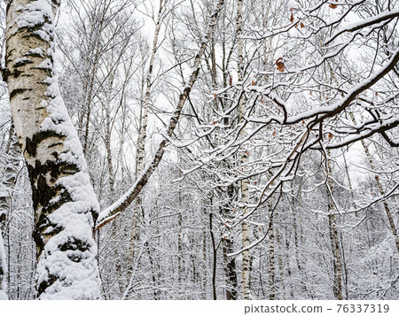 snow-covered birch trees and oak branches in park snow-covered birch trees and oak branches in park 76337319