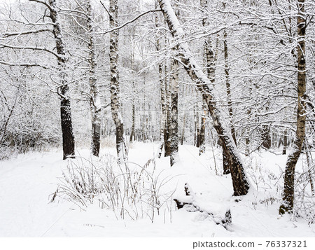 birch and oak trees at clearing in snowy city park birch and oak trees at clearing in snowy city park 76337321