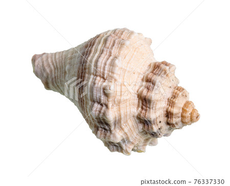 dried shell of whelk mollusk cutout on white dried shell of whelk mollusk cutout on white 76337330