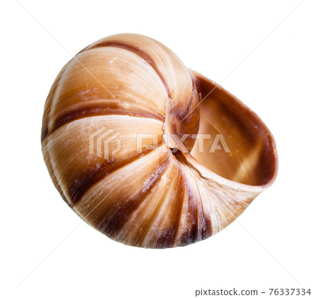 dried empty shell of edible snail cutout on white dried empty shell of edible snail cutout on white 76337334