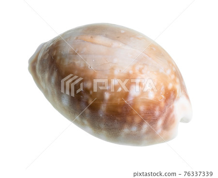 dried shell of cowry cutout on white 76337339