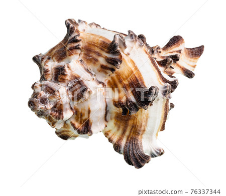brown striped conch of muricidae mollusk cutout 76337344