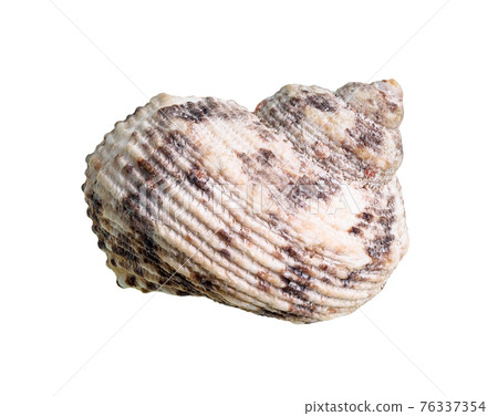 conch of whelk mollusc cutout on white conch of whelk mollusc cutout on white 76337354