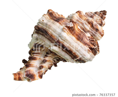 dried shell of muricidae mollusk cutout on white dried shell of muricidae mollusk cutout on white 76337357