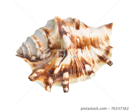 dried shell of muricidae snail cutout on white 76337362