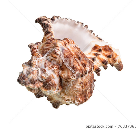 empty conch of brown muricidae mollusk cutout 76337363