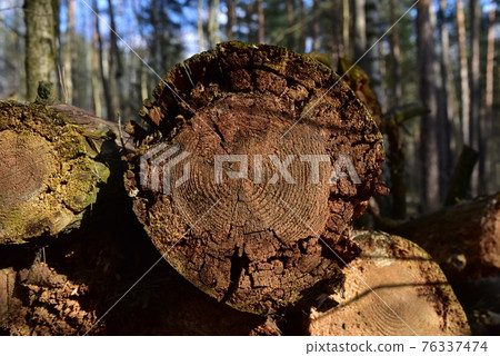 Wooden structure. Cross sectional cut end of log showing the pattern and texture created  76337474