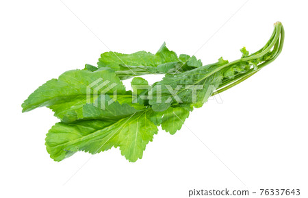 stalk of tsitsmati herb (caucasian garden cress) stalk of tsitsmati herb (caucasian garden cress) 76337643