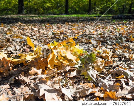 fallen oak leaves in leaf liter lit by sun fallen oak leaves in leaf liter lit by sun 76337644