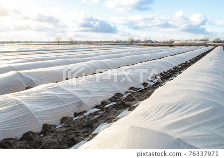Farm potato plantation field is covered with spunbond spunlaid nonwoven agricultural fabric. Earlier potatoes, care and protection of young plants from night frost. Modern technologies in farming 76337971