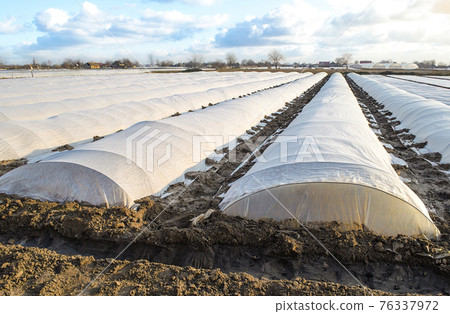 Farm potato plantation field covered with spunbond spunlaid nonwoven agricultural fabric. Create a greenhouse effect for care protection of young plants from frosts and winds. Technologies in farming 76337972