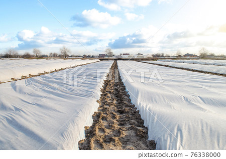 A farm field covered with a white spunbond spunlaid nonwoven fiber to protect young potato bushes from unstable weather. Getting an early harvest of potatoes for sale and export at a high price. 76338000