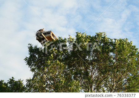 Osprey Nest on Pole 76338377