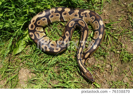 Ball Python Closeup Ball Python Closeup 76338870