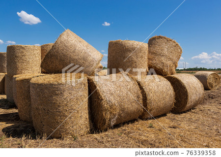 many yellow round bales of hay are stacked, a blue sky, agricultural land during harvest many yellow round bales of hay are stacked, a blue sky, agricultural land during harvest 76339358