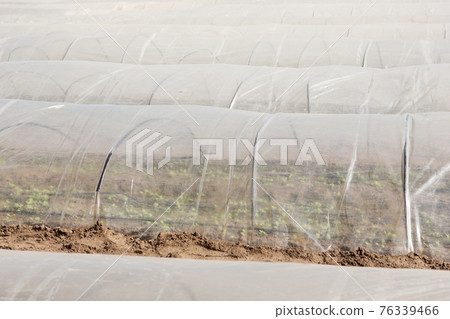 greenhouse tunnels stand in rows, close-up shot, growing early vegetables, concept 76339466