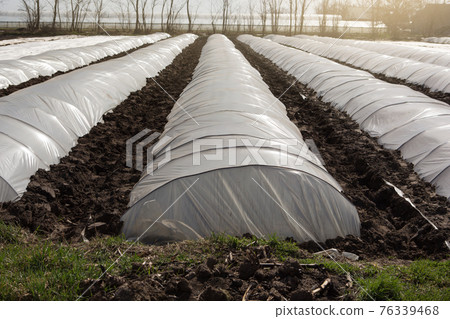 many rows of low greenhouses, early growing vegetables, farmland 76339468