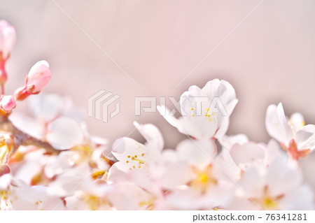 Beautifully blooming Edo Higan cherry blossoms 76341281