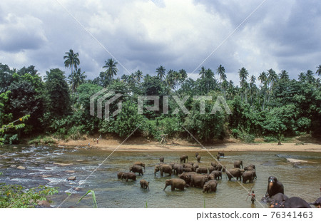 Elephants bathing in the river at Pinnawala Elephant Orphanage of Stril Lanka. Retro film capture. 76341463