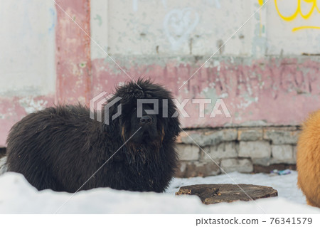 Bitch dog breed Tibetan Mastiff standing in the snow. Bitch dog breed Tibetan Mastiff standing in the snow. 76341579